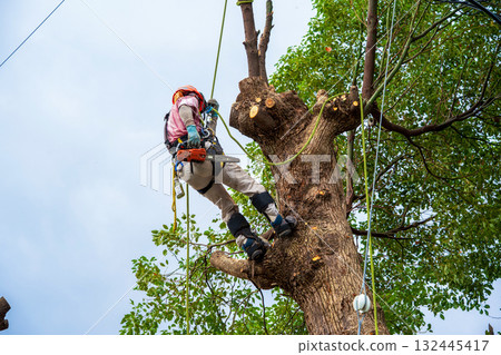 對長到電線高度的樟樹進行大量修剪 132445417