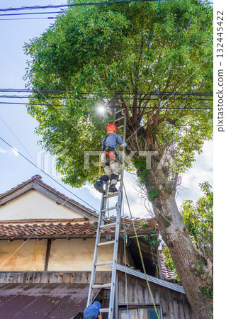 Heavy pruning of camphor trees that had grown to the height of the power lines 132445422