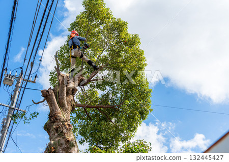 Heavy pruning of camphor trees that had grown to the height of the power lines 132445427