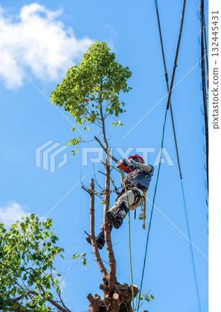 對長到電線高度的樟樹進行大量修剪 對長到電線高度的樟樹進行大量修剪 132445431