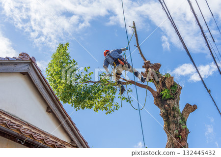 Heavy pruning of camphor trees that had grown to the height of the power lines 132445432
