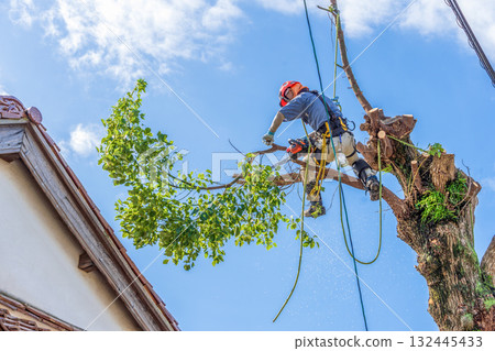 Heavy pruning of camphor trees that had grown to the height of the power lines 132445433