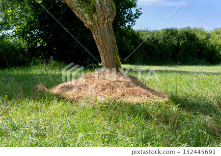 Mulching around tree trunks to protect from cold and heat, save water and nourish the soil 132445691