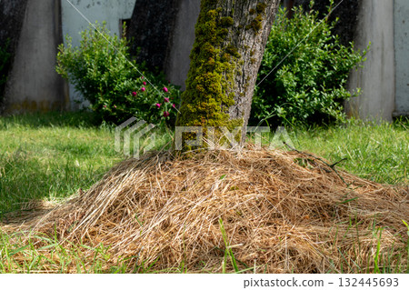 Mulching around tree trunks to protect from cold and heat, save water and nourish the soil 132445693