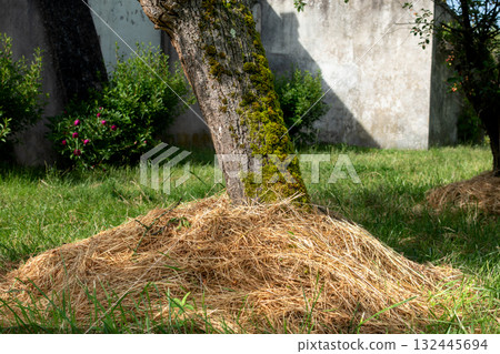 Mulching around tree trunks to protect from cold and heat, save water and nourish the soil 132445694