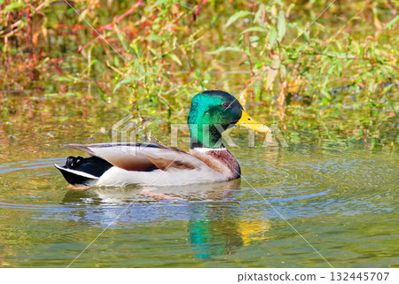 一隻剛在秋天遷徙的雄性綠頭鴨 一隻剛在秋天遷徙的雄性綠頭鴨 132445707