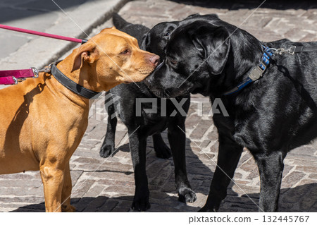 Two black labradors and a brown pitbull face each other on bright pavement with tense focus Two black labradors and a brown pitbull face each other on bright pavement with tense focus 132445767
