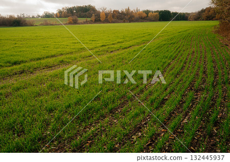 Autumn green wheat field shining in the setting sun and hills 132445937