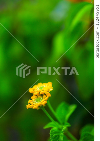 Lantana Lantana 132445951