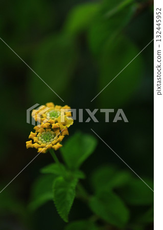 馬纓丹 馬纓丹 132445952