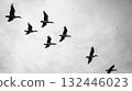A flock of birds in fly. A black and white photo of flying birds in the sky. 132446023
