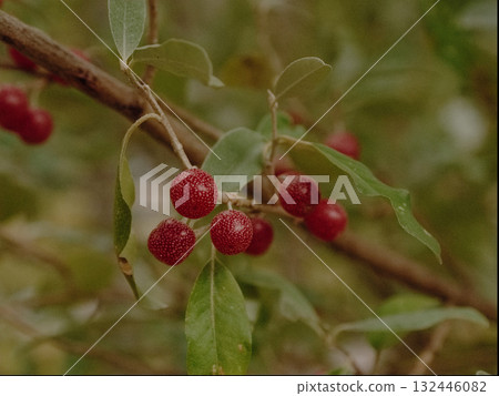 成熟的紅色秋季膠米果 成熟的紅色秋季膠米果 132446082