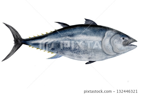 Whole tuna watercolor. Hand-drawn ocean fish on a white background. Food clip art. Perfect for restaurant menu recipe books and Japanese cuisine. 132446321