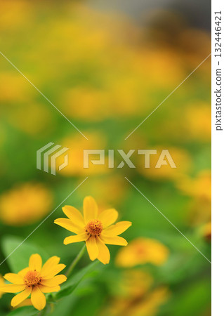 Melanpodium 132446421