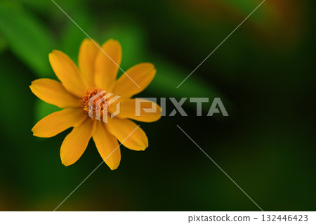 Melanpodium 132446423