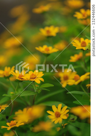 Melanpodium 132446606