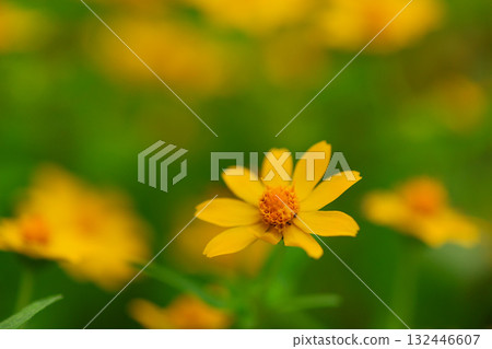 Melanpodium 132446607