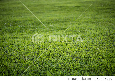 June park, lawn scenery 132446749