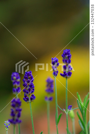 薰衣草 132447038