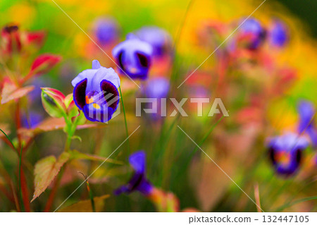 Torenia 132447105