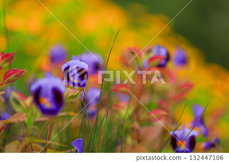 Torenia 132447106