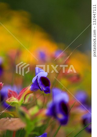 Torenia Torenia 132447111