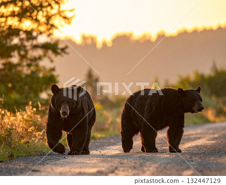 Bears have become a threat to humans 132447129