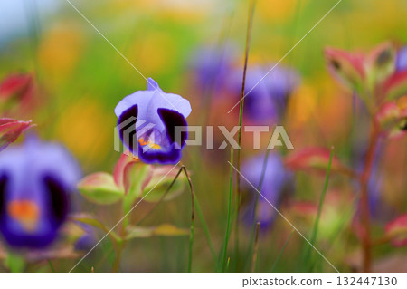 Torenia Torenia 132447130