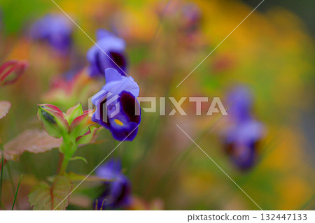 Torenia Torenia 132447133