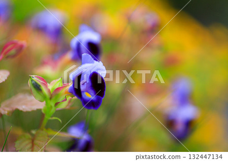 Torenia Torenia 132447134