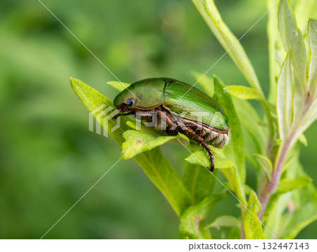 草地上的綠茶甲蟲 132447143
