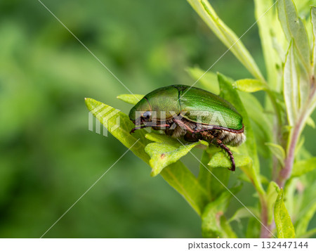 A green tea beetle on the grass 132447144