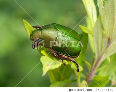 A green tea beetle on the grass A green tea beetle on the grass 132447149