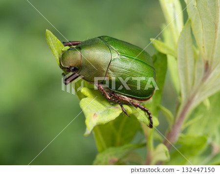 A green tea beetle on the grass 132447150