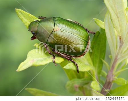 A green tea beetle on the grass A green tea beetle on the grass 132447151