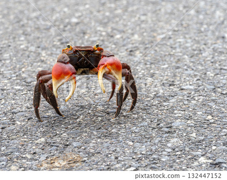 A red-clawed crab on the road A red-clawed crab on the road 132447152