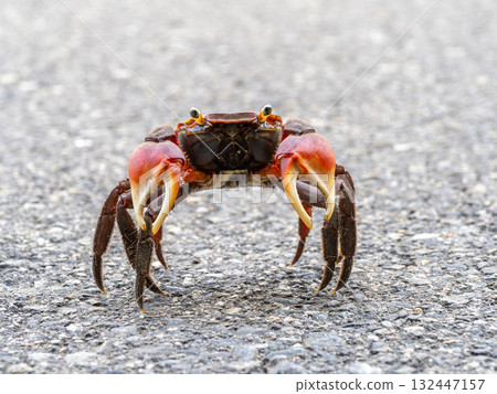 A red-clawed crab on the road 132447157