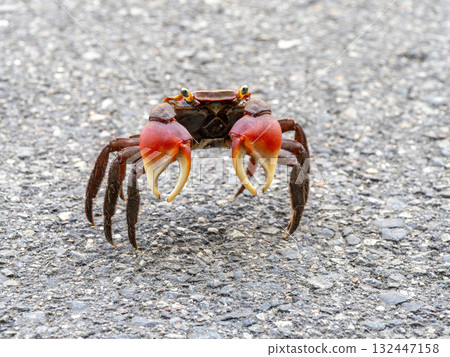 A red-clawed crab on the road 132447158
