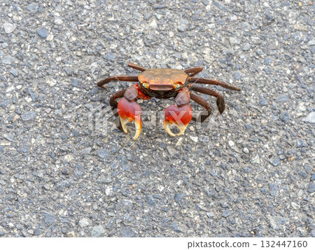 路邊的紅爪蟹 路邊的紅爪蟹 132447160