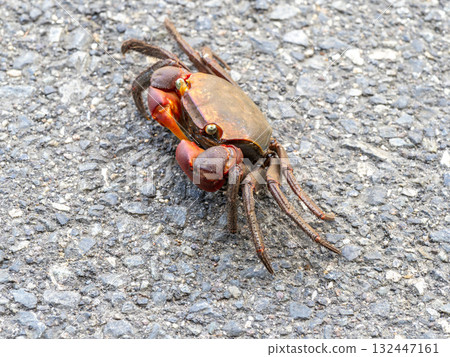 路邊的紅爪蟹 132447161