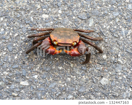 A red-clawed crab on the road A red-clawed crab on the road 132447163