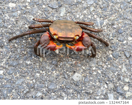 A red-clawed crab on the road A red-clawed crab on the road 132447164