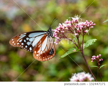 來到藤羽花的雄性栗虎 132447171