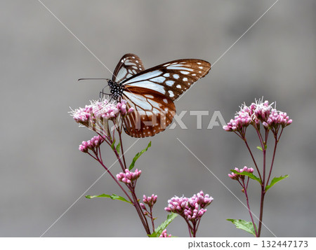 來到藤箱花的雌性板栗虎 132447173