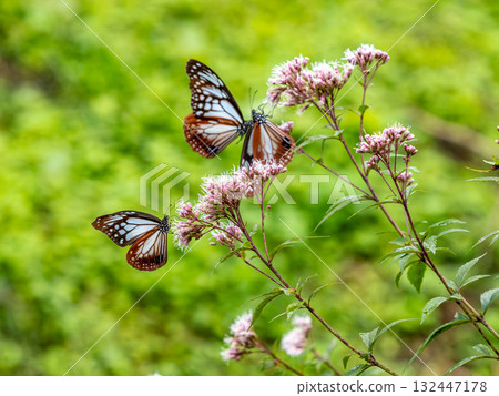 雄性和雌性栗色蝴蝶在藤葎花間遊走 132447178