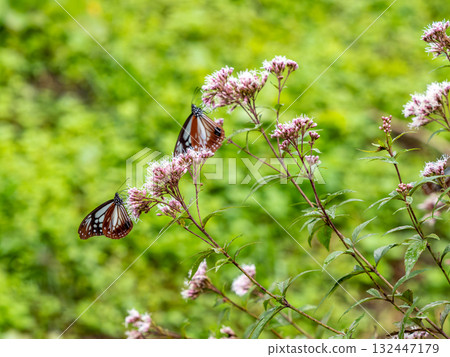 Male Chestnut tiger that came to the flower of Fujibakama 132447179