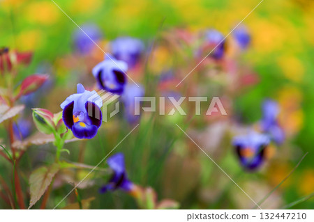 藍豬耳 藍豬耳 132447210