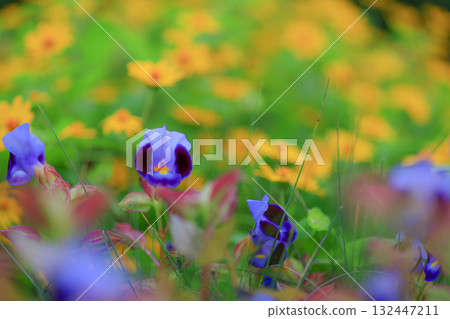 Torenia Torenia 132447211