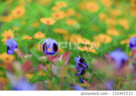 Torenia Torenia 132447213