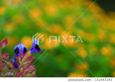 Torenia Torenia 132447241